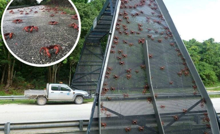 son tantos que les han hecho un puente para que no mueran aplastados