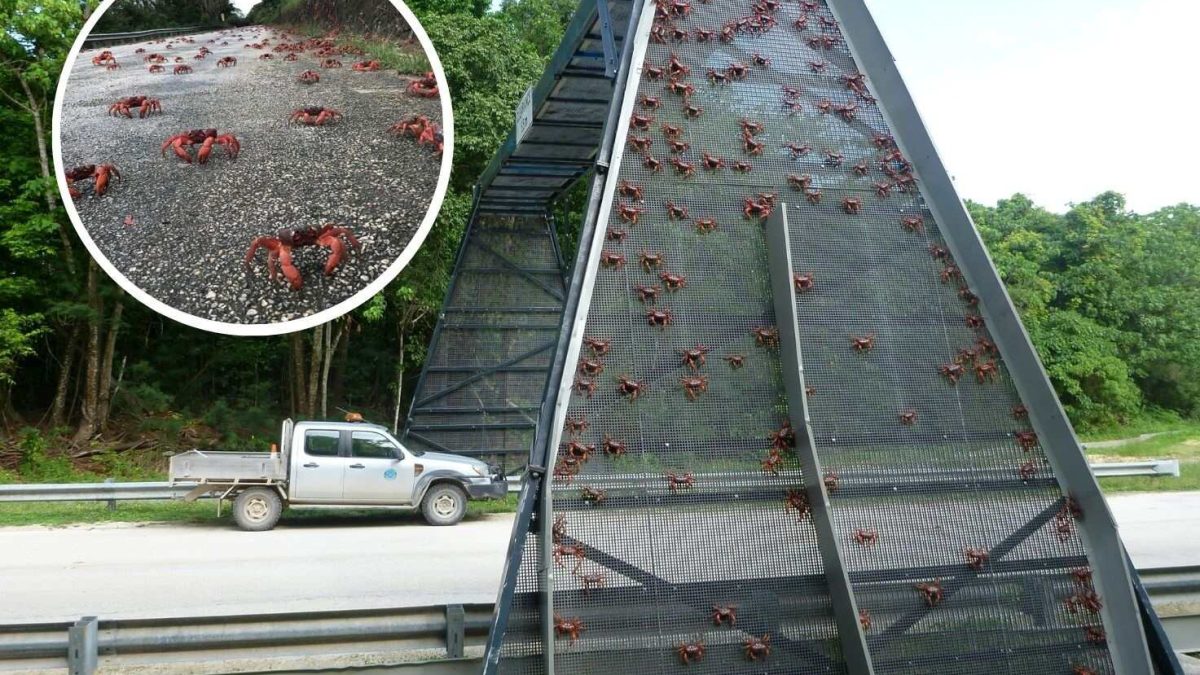 son tantos que les han hecho un puente para que no mueran aplastados