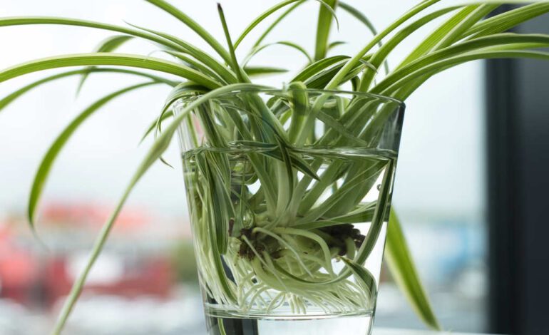 La cinta acusa la saturación de las raíces mucho más que otras plantas. Desde que la tengo solo en agua con piedras, el cambio ha sido espectacular