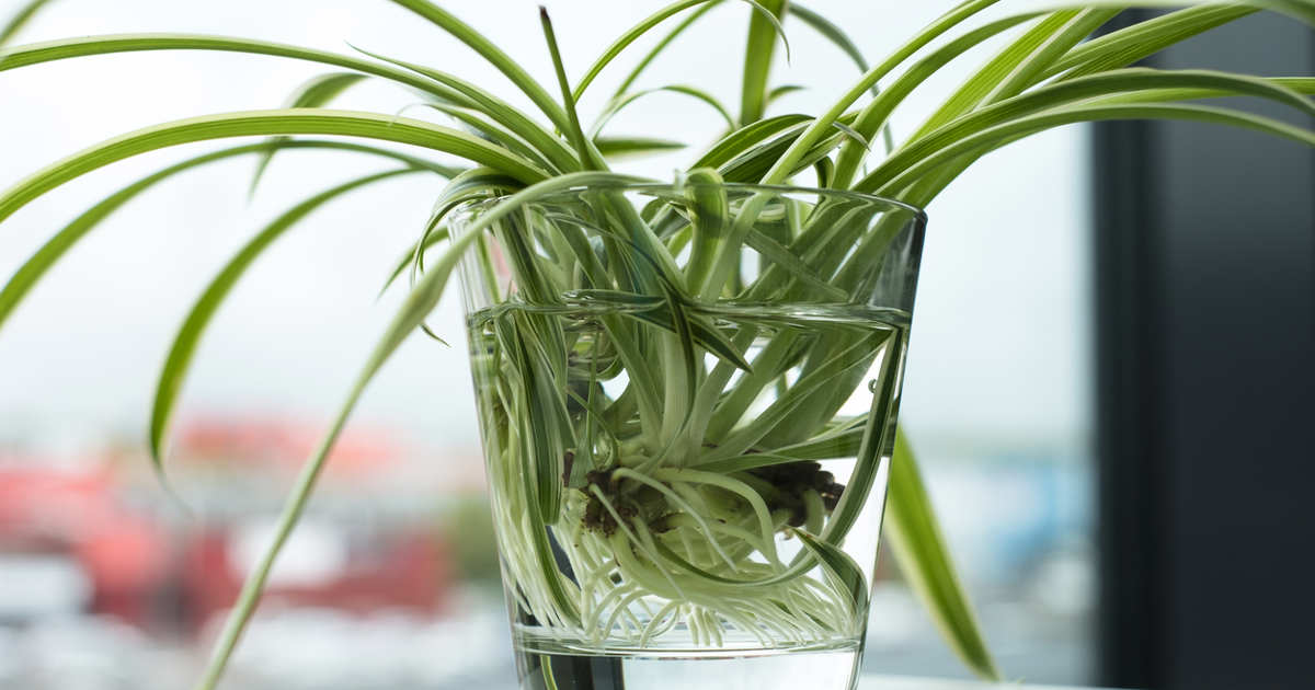 La cinta acusa la saturación de las raíces mucho más que otras plantas. Desde que la tengo solo en agua con piedras, el cambio ha sido espectacular