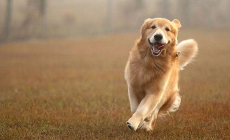 El comportamiento de los perros golden retrievers y de los humanos está regulado por los mismos genes