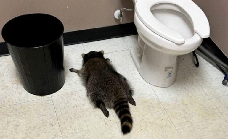 MAPACHE BORRACHO | Un mapache se emborracha en una licorería de Virginia y acaba desmayado en el baño