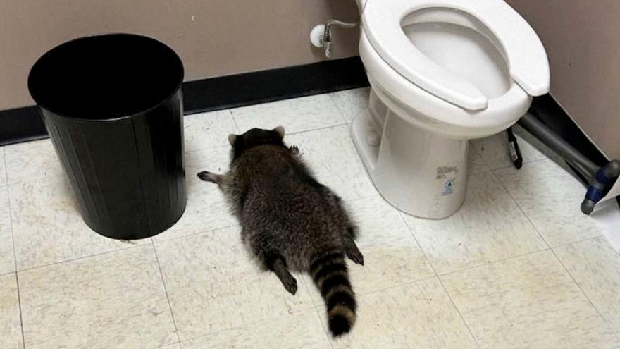 MAPACHE BORRACHO | Un mapache se emborracha en una licorería de Virginia y acaba desmayado en el baño