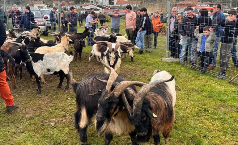 Posada de Llanes celebra con buena participación de ganado y público su feria de Santa Lucía
