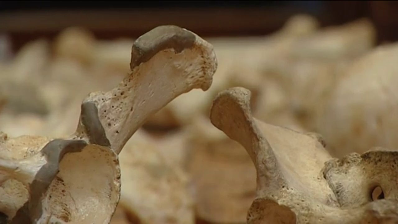 ¿Qué pasó el 4 de diciembre?