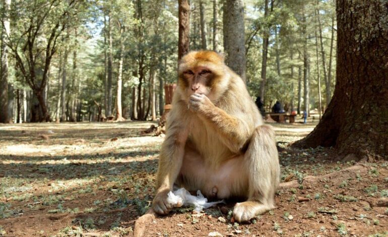 MONOS BAILARINES | Los monos tienen ritmo y bailan al compás de la música (con ayuda de los ‘Backstreet Boys’)