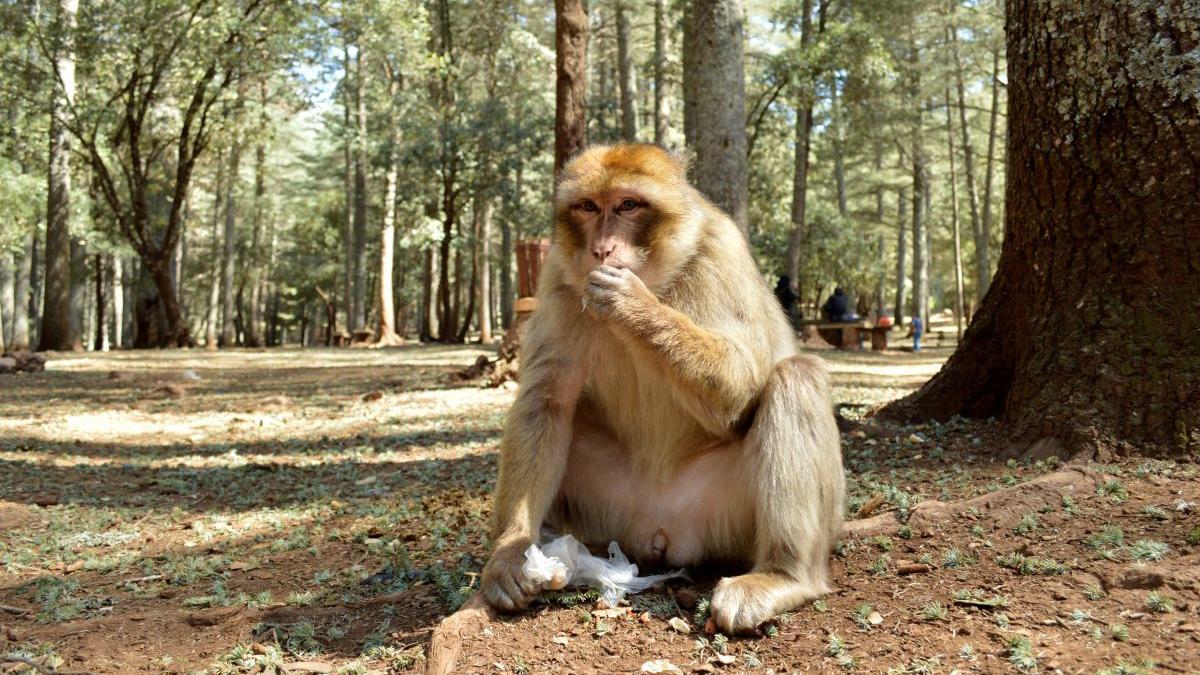 MONOS BAILARINES | Los monos tienen ritmo y bailan al compás de la música (con ayuda de los ‘Backstreet Boys’)