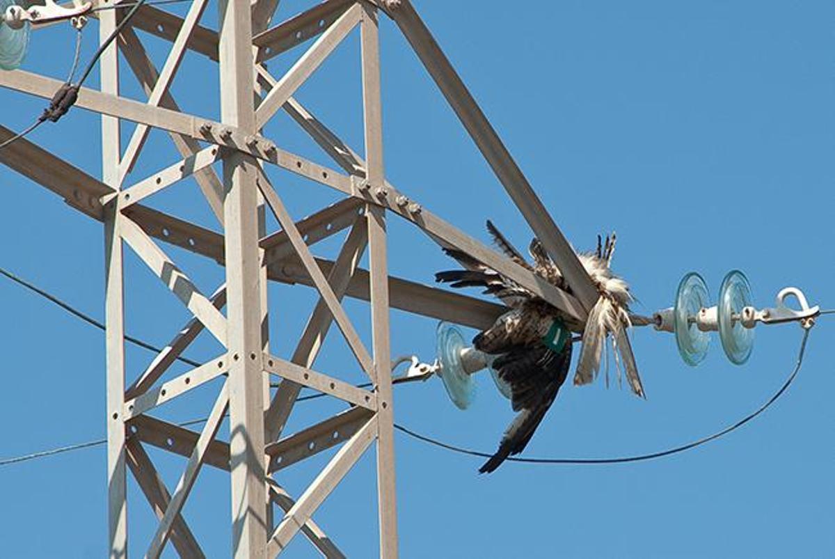 Pájaro electrocutado en una torre eléctrica