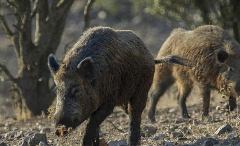 lee la «Carta desde el paraíso», el mejor resumen de la semana