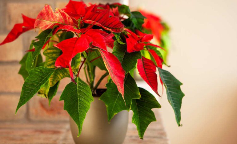 Antes de comprar una flor de Pascua, baja un poco el envoltorio plástico y mira cómo están los tallos