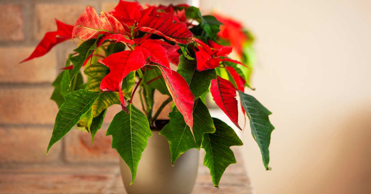 Antes de comprar una flor de Pascua, baja un poco el envoltorio plástico y mira cómo están los tallos