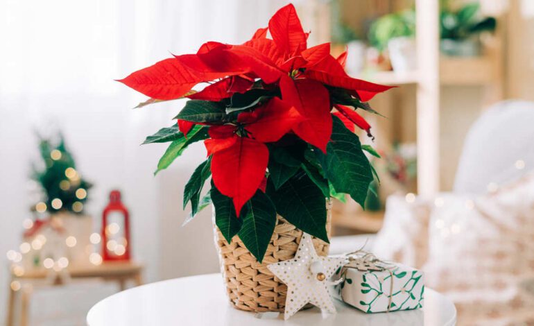 Por qué se le ponen las hojas amarillas a tu flor de Pascua