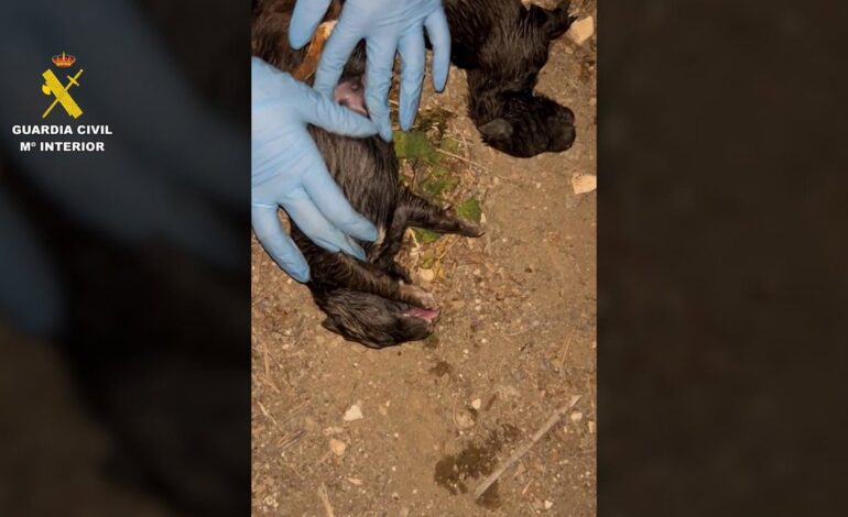 Investigan un delito de maltrato animal tras encontrar nueve cachorros de perro en un contenedor de Pechina (Almería)