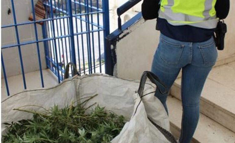 Desmantelados varios pisos dedicados al cultivo de marihuana en la zona Norte de Granada con más de mil plantas