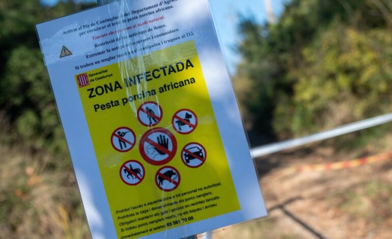 Hallan 50 jabalís muertos en la zona de Collserola (Barcelona) afectada por la peste porcina