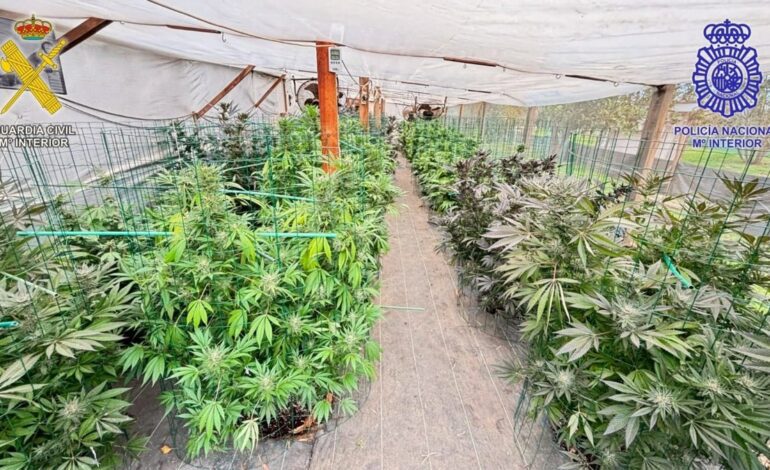 Desarticulan un entramado clandestino dedicado al cultivo y venta ilegal de marihuana en Gran Canaria