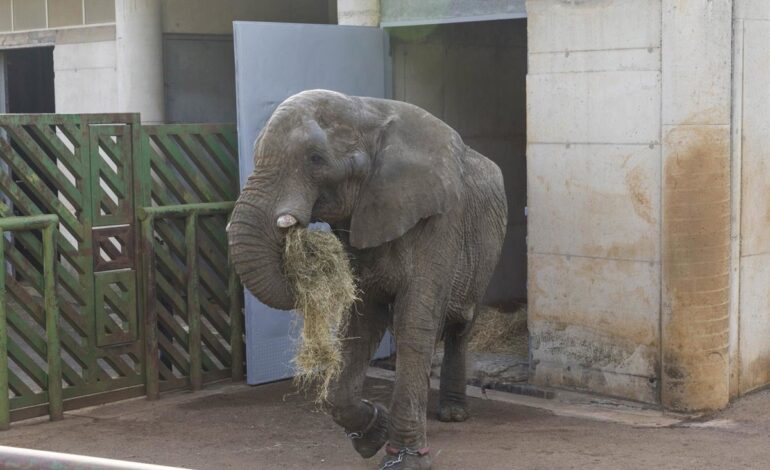 Muere el elefante Jums, macho dominante de Cabárceno, tras una pelea con su hijo