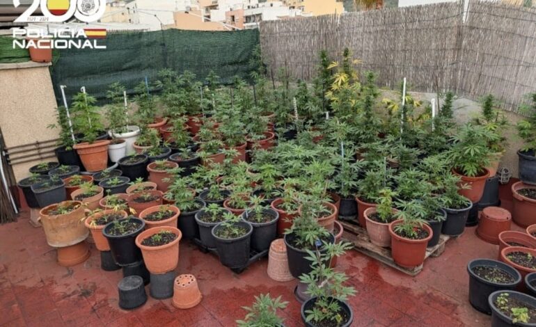 Detenidos dos hombres por cultivar marihuana en dos domicilios diferentes en Palma