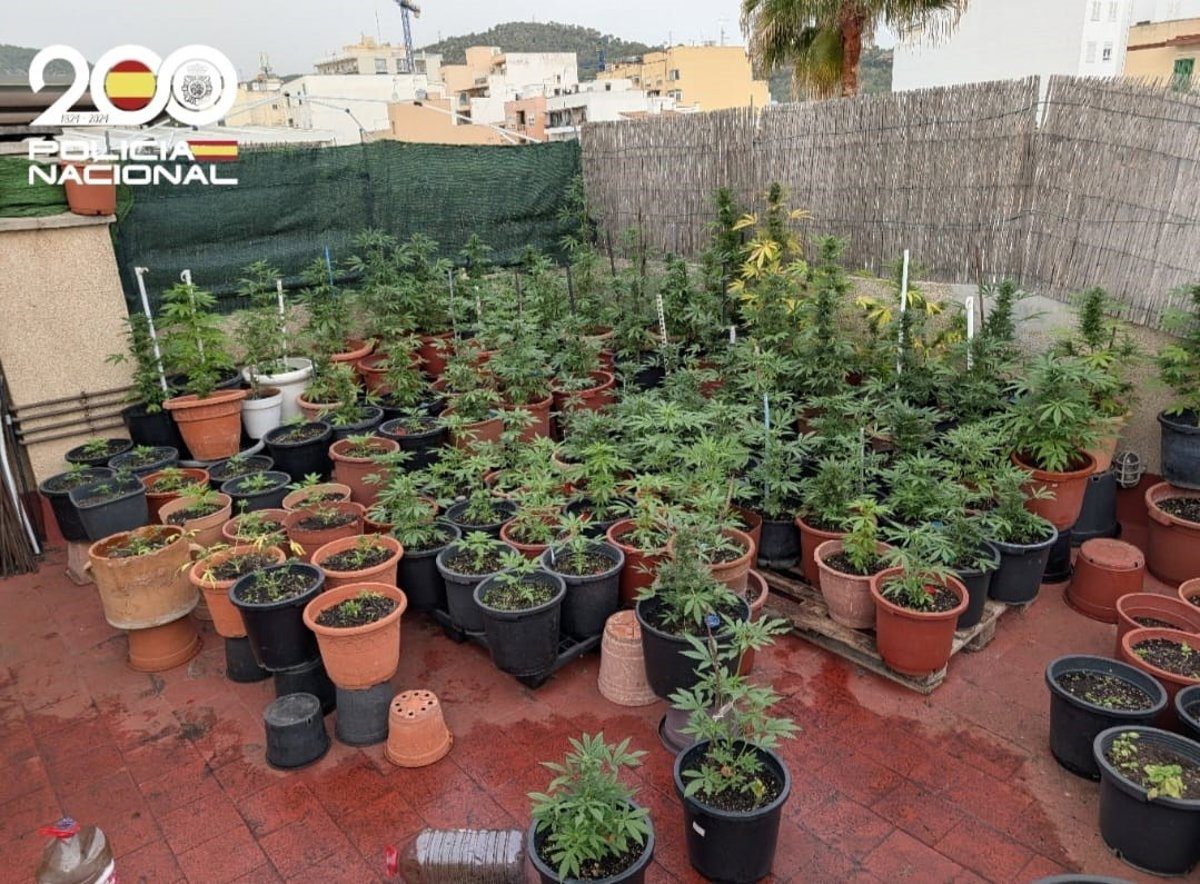 Detenidos dos hombres por cultivar marihuana en dos domicilios diferentes en Palma