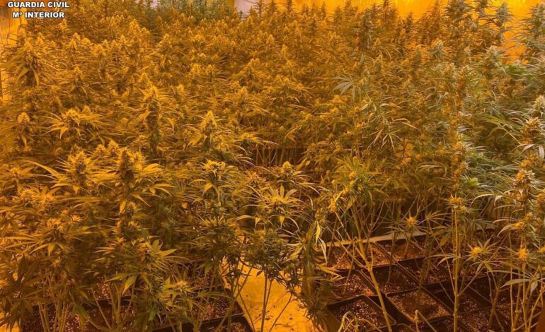Detenido el responsable de una plantación de marihuana en Ames y casi 3.000 plantas intervenidas