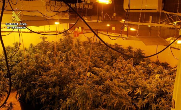 Desmantelado en San Javier (Murcia) un grupo delictivo dedicado al cultivo masivo de marihuana