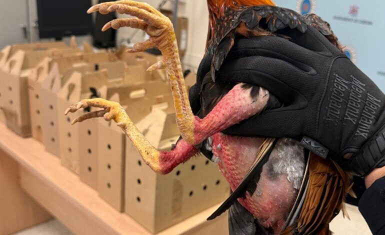 Sancionado en Córdoba un conductor drogado que transportaba 14 gallos de pelea en su vehículo