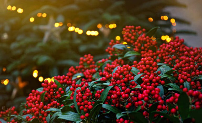 Gaulteria, la bonita planta de Navidad de bayas rojas que permanecerá contigo muchos años