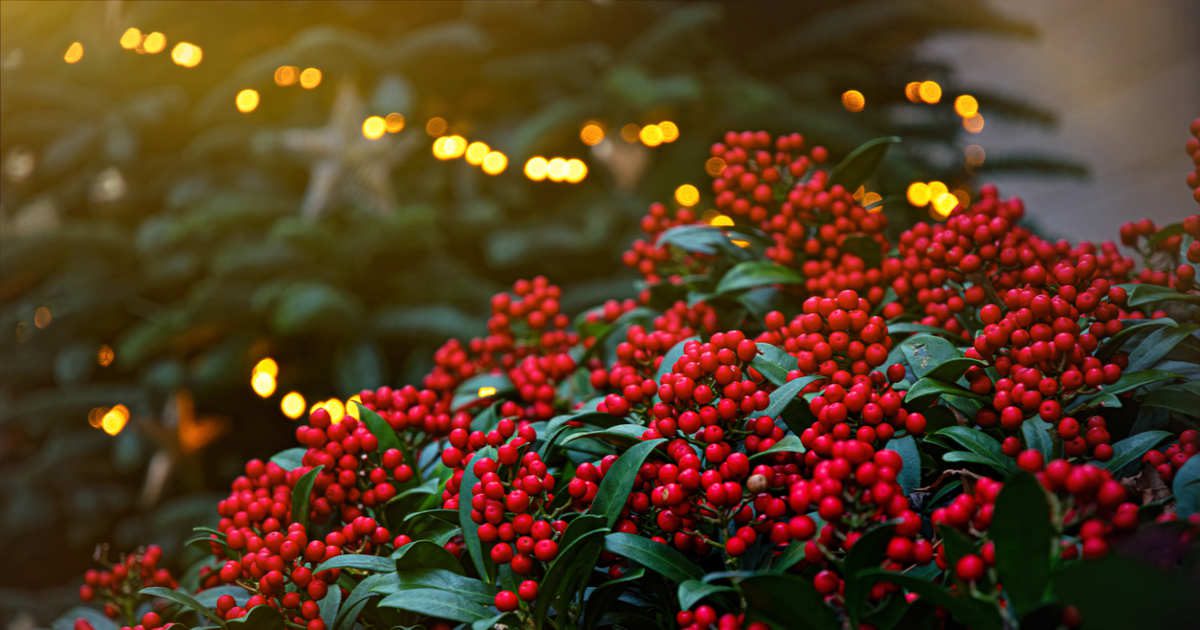 Gaulteria, la bonita planta de Navidad de bayas rojas que permanecerá contigo muchos años