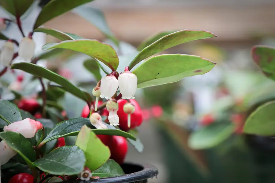 gaulteria Gaultheria procumbens