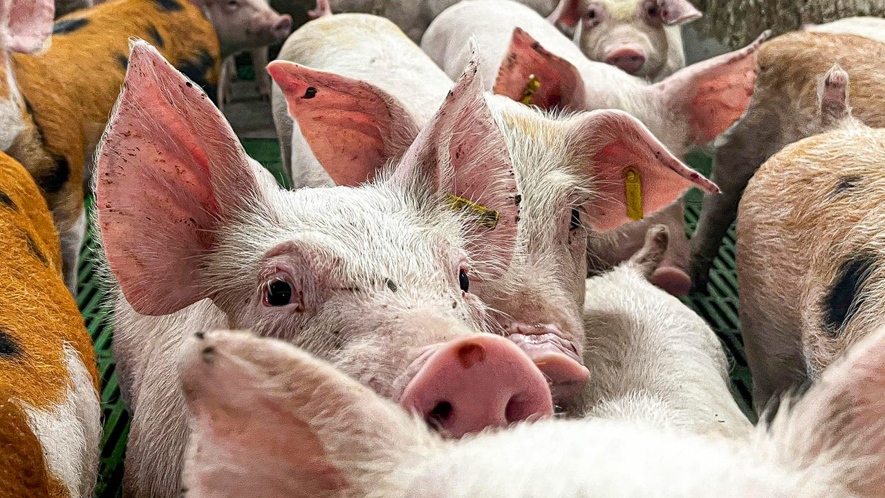 Qué es el acuerdo de regionalización con China que salva al sector del cerdo ante la peste porcina