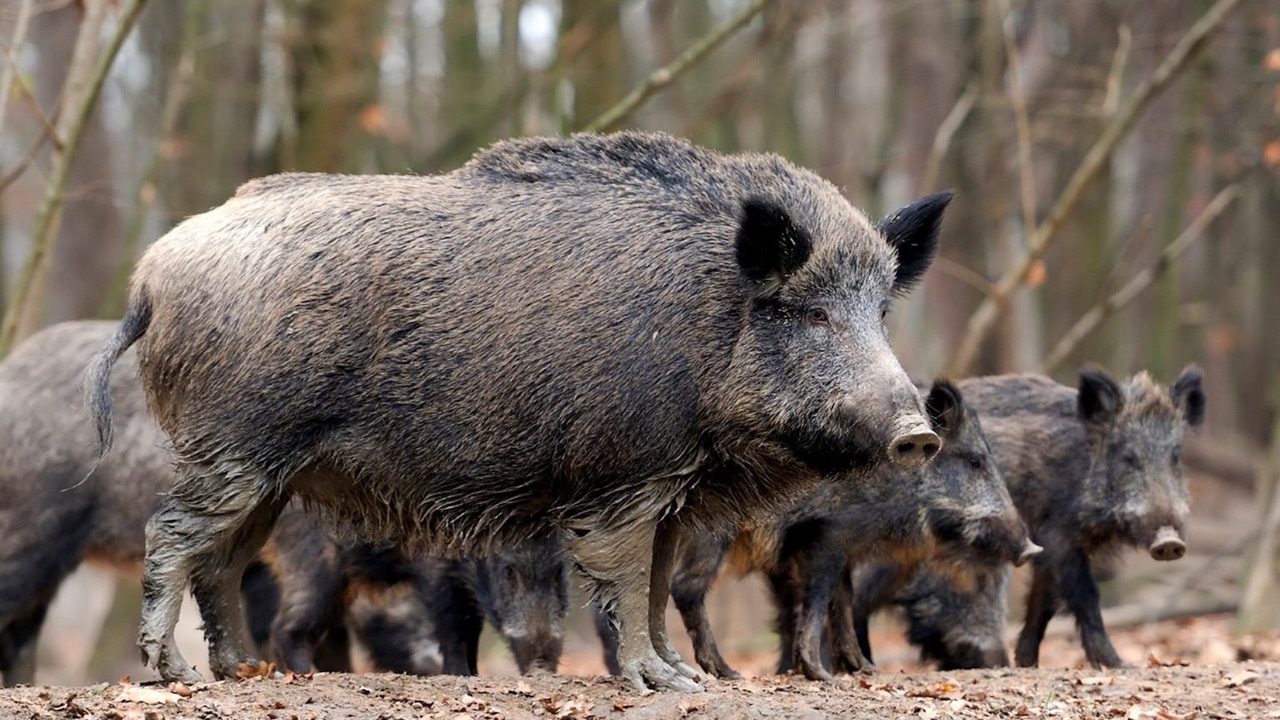 El Gobierno eleva a nueve los casos de jabalíes con peste porcina en el radio del primer foco