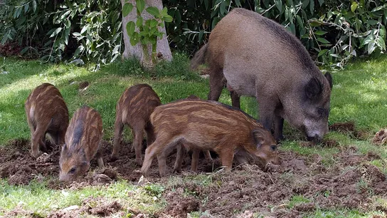 Imagen de archivo de una familia de jabalíes en Collserola.