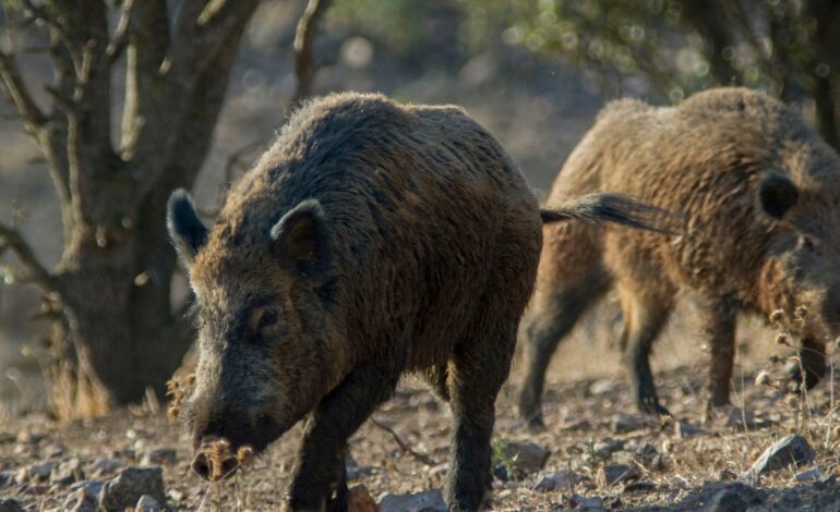El Gobierno apunta a Rusia como responsable de propagación de la peste porcina africana a la Unión Europea