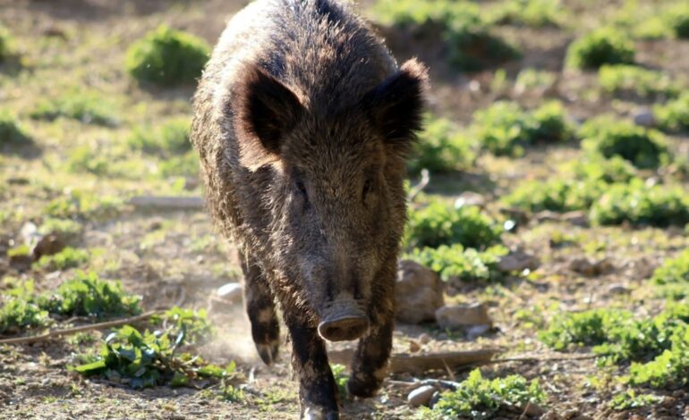 El Gobierno valenciano pagará 40 euros por cada jabalí cazado para reducir la población