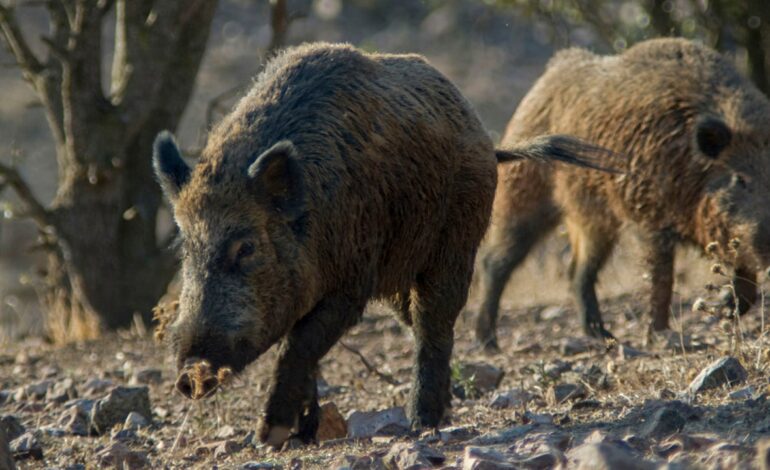 Ascienden a 13 los casos de jabalíes infectados de peste porcina en Barcelona