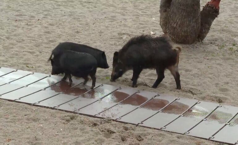 Comparto prácticamente mi vida con ellos