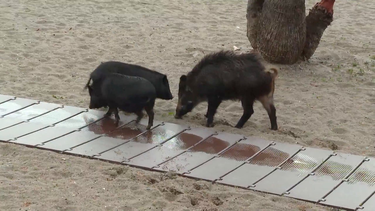 Comparto prácticamente mi vida con ellos