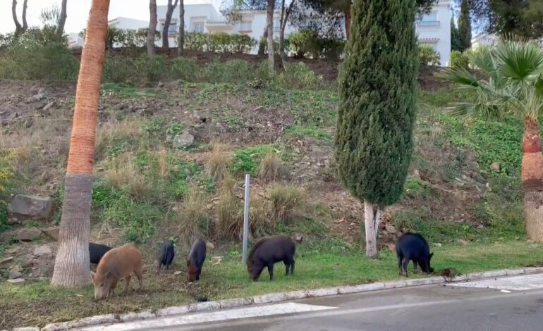 El Gobierno catalán prevé reducir a la mitad la población de jabalíes por la peste porcina