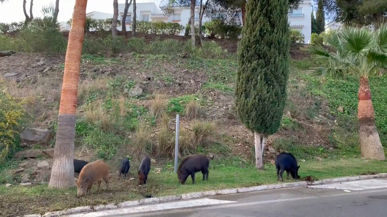 El Gobierno catalán prevé reducir a la mitad la población de jabalíes por la peste porcina