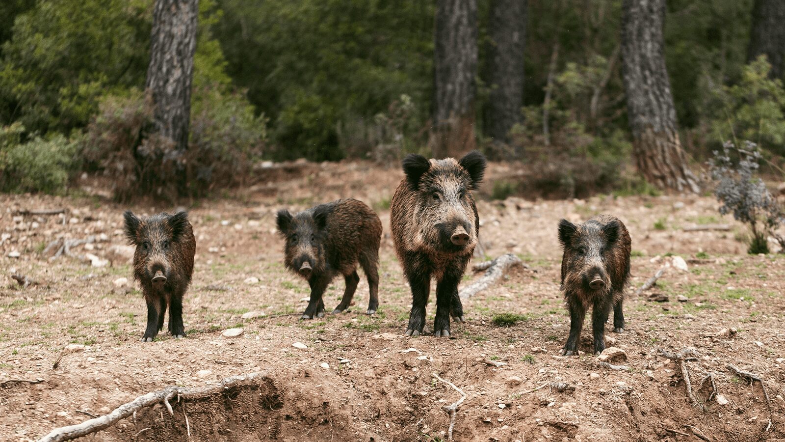 ¿Qué es la peste porcina de la que todo el mundo habla? La OCU explica cómo podría afectarte