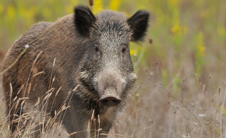 Hallado otro jabalí muerto en la Universidad Autónoma de Barcelona