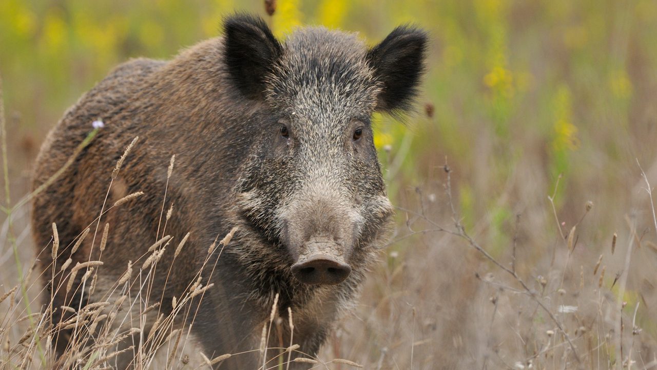 Hallado otro jabalí muerto en la Universidad Autónoma de Barcelona