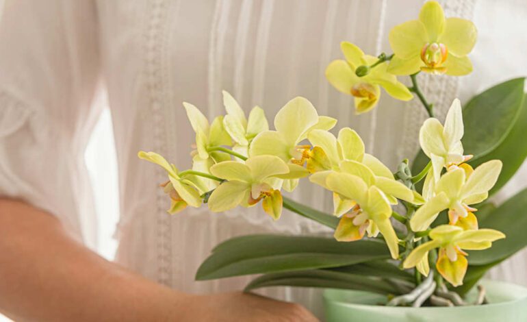 “Cuando tu orquídea se queda sin raíces, no todo está perdido. Puedes recuperarla con el método del frasco o del alambre”