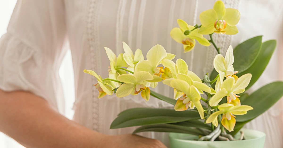 “Cuando tu orquídea se queda sin raíces, no todo está perdido. Puedes recuperarla con el método del frasco o del alambre”