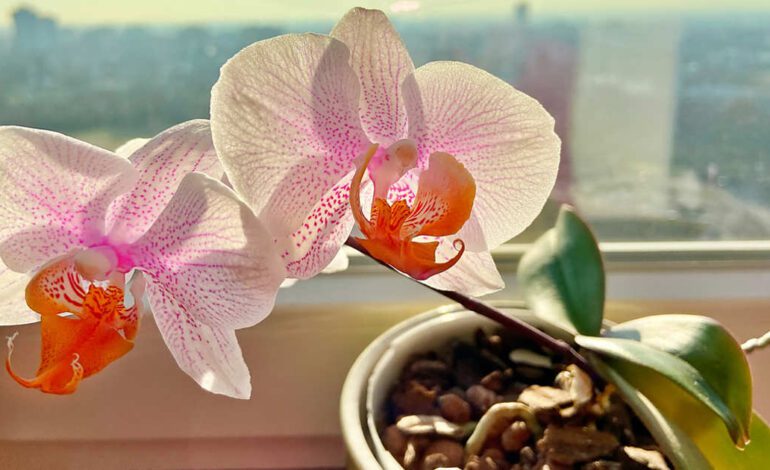 “Las necesidades de luz de la orquídea cambian cuando no tiene flores y tiene que desarrollar la vara floral”