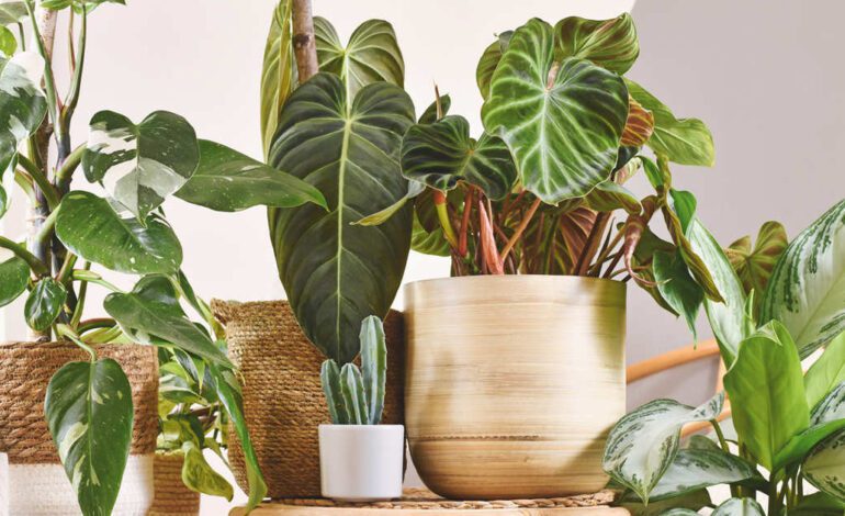 Las 10 mejores plantas para espacios pequeños, bonitas y fáciles de cuidar