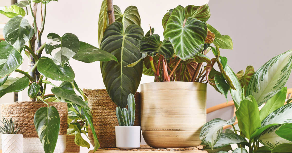 Las 10 mejores plantas para espacios pequeños, bonitas y fáciles de cuidar