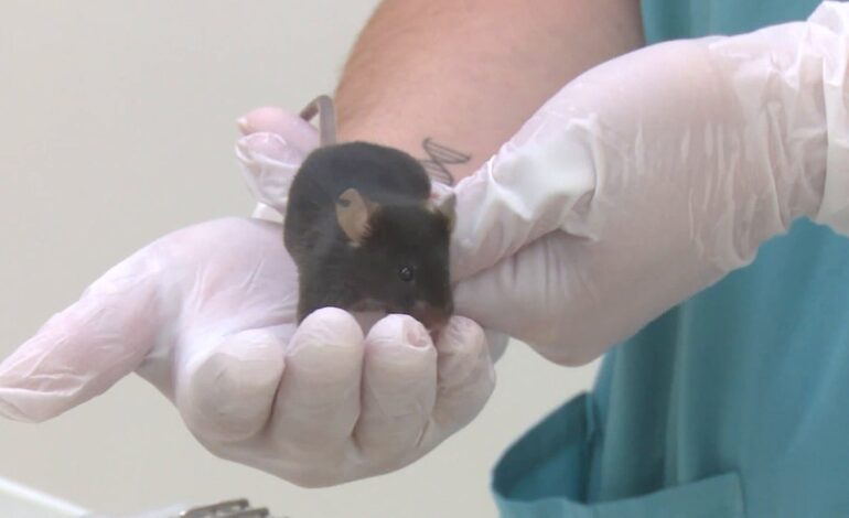 Una investigación de Stanford descubre cómo regenerar los cartílagos dañados por la artrosis