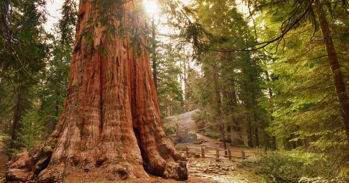 Las secuoyas nos enseñan cómo renacer tras el fuego para liberar lo que llevamos dentro