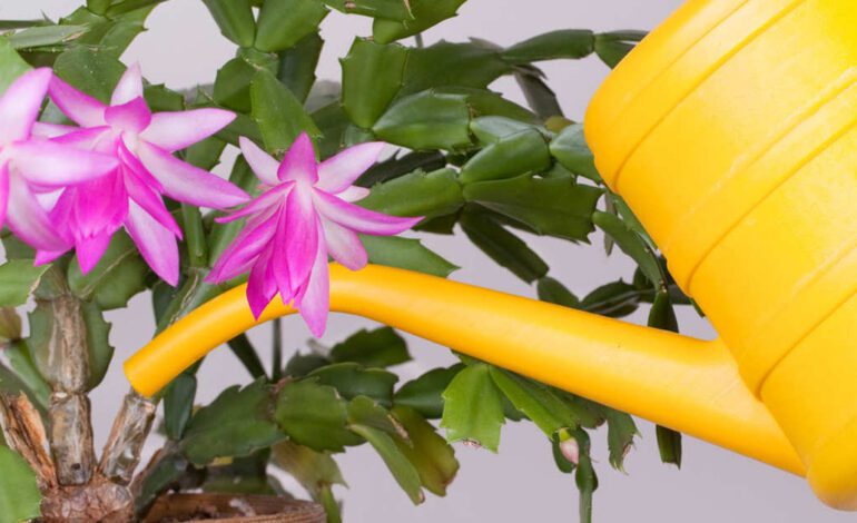 Una planta regada en exceso tiene los mismos síntomas que una deshidratada. Para saber qué hacer tienes que mirar las raíces